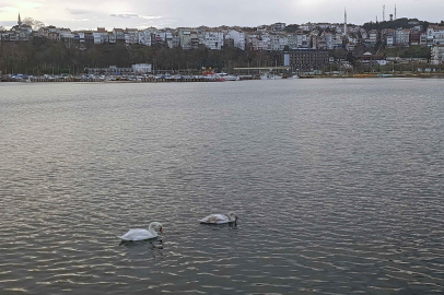 Şile Limanı’nda nadir görüntü… İki kuğu ilgi odağı oldu