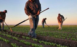 Çiftçilere 255,4 milyon liralık tarımsal destek ödemesi bugün hesaplara yatırılıyor