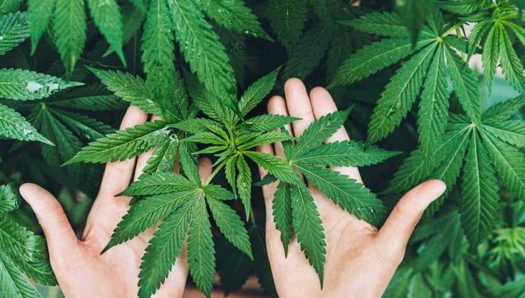 Kenevir yetiştiriciliğinde yeni dönem