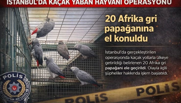İstanbul’da kaçak yaban hayvanı operasyonu… 20 Afrika gri papağanına el konuldu