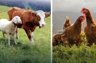 Hayvansal üretimde yükseliş… Sığırdan bala kadar artış var