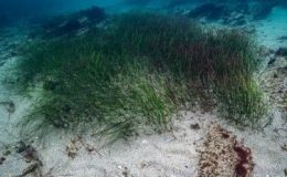 Prof. Dr. Mustafa Sarı’dan ‘deniz çayırları’ için acil önlem çağrısı