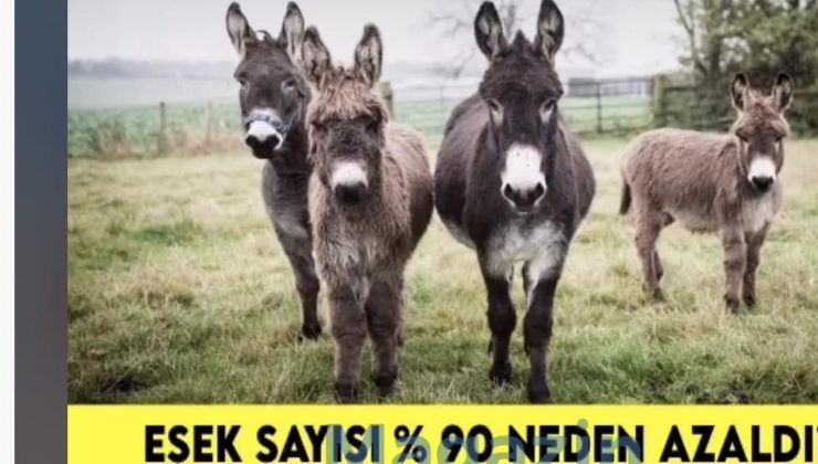 Türkiye’de Eşek Sayısında %90 Azalma: Rakamlar Alarm Veriyor