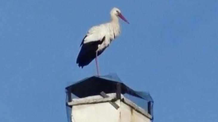 Yılın ilk leylekleri geldi! Vatandaş şaşkın: Bu yıl biraz erken