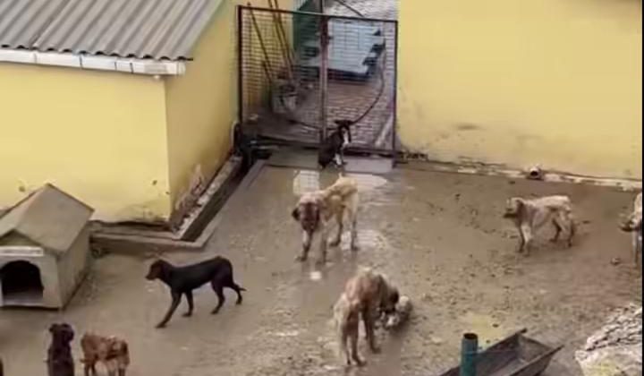 Bozüyük’te Barınak Tepkisi: Vicdanları Sızlatan Görüntüler