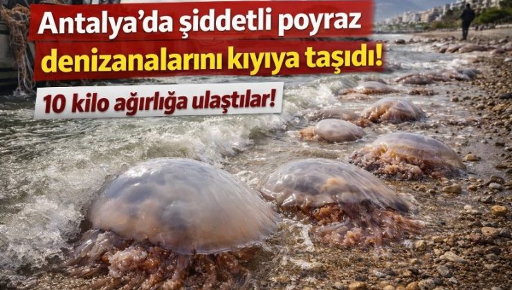Antalya’da şiddetli poyraz denizanalarını kıyıya taşıdı!