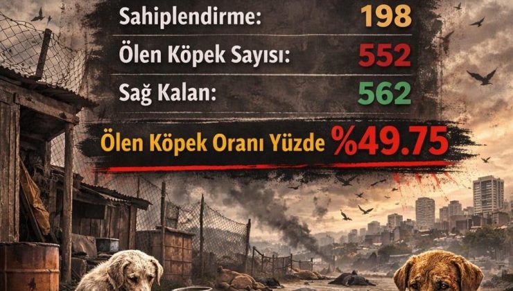 📰 ALANYA’DA SOKAK HAYVANLARI RAPORU ORTAYA ÇIKTI