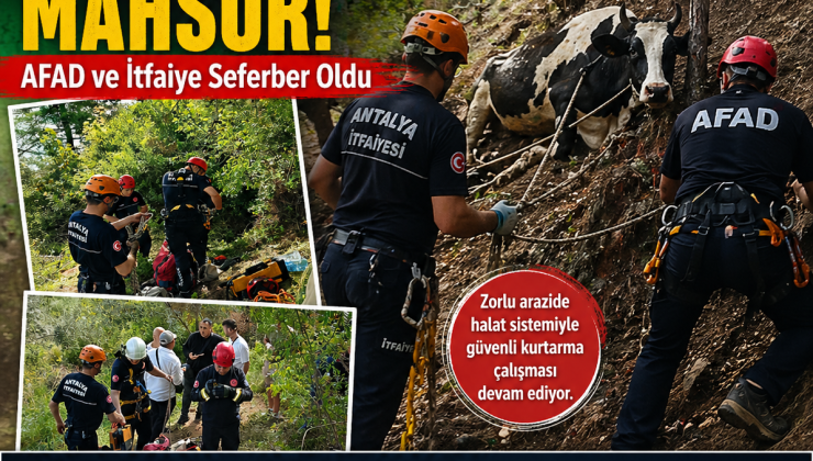 Alanya’da 2 Gündür Mahsur Kalan İnek İçin AFAD Seferber Oldu