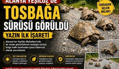 Alanya Yeşilöz’de Tosbağa Sürüsü Görüldü: Yazın İlk İşareti