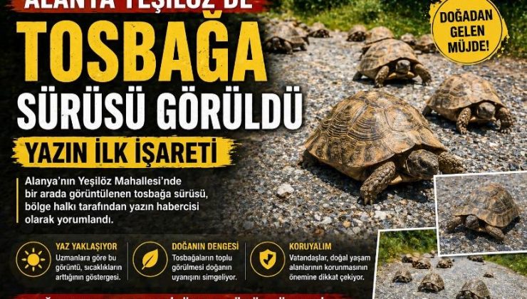 Alanya Yeşilöz’de Tosbağa Sürüsü Görüldü: Yazın İlk İşareti
