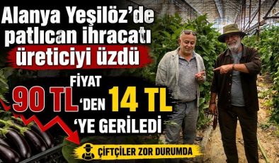 Alanya Yeşilöz’de patlıcan ihracatı üreticiyi üzdü: Fiyat 90 TL’den 14 TL’ye geriledi