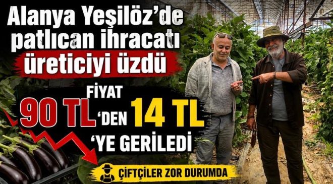 Alanya Yeşilöz’de patlıcan ihracatı üreticiyi üzdü: Fiyat 90 TL’den 14 TL’ye geriledi