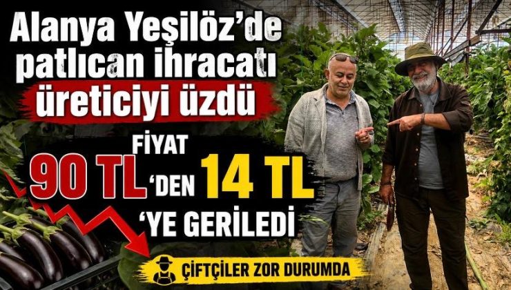Alanya Yeşilöz’de patlıcan ihracatı üreticiyi üzdü: Fiyat 90 TL’den 14 TL’ye geriledi