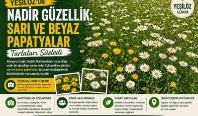 Yeşilöz’de Nadir Güzellik: Sarı ve Beyaz Papatyalar Tarlaları Süsledi
