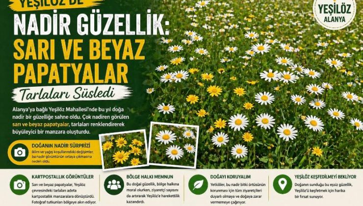 Yeşilöz’de Nadir Güzellik: Sarı ve Beyaz Papatyalar Tarlaları Süsledi