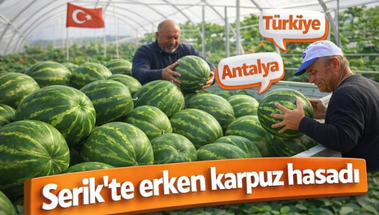 Serik’te erken karpuz hasadı