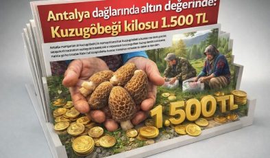 Antalya dağlarında “altın” değerinde: Kuzugöbeği kilosu 1.500 TL