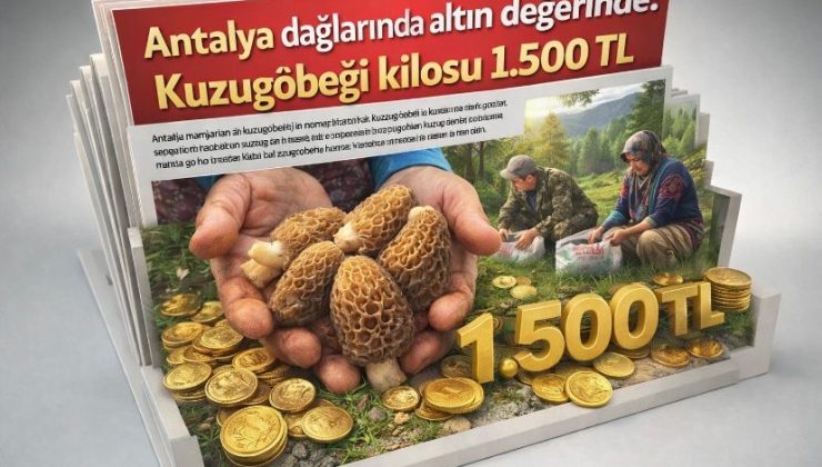 Antalya dağlarında “altın” değerinde: Kuzugöbeği kilosu 1.500 TL