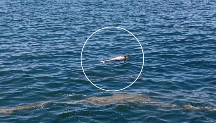 Karadeniz sahilinde bulundu! Gören telefona sarıldı