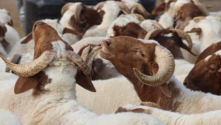 Bayram öncesi Türkiye’den yurtdışında kurban uyarısı