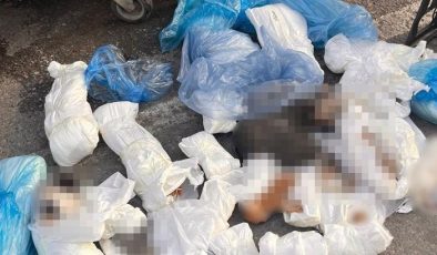 İzmir’deki 33 ölü kedi vahşetinde yeni gelişme! Veterinerle ilgili verilen karar başsavcılık itiraz etti