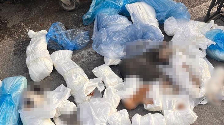 İzmir’deki 33 ölü kedi vahşetinde yeni gelişme! Veterinerle ilgili verilen karar başsavcılık itiraz etti