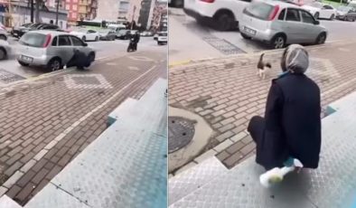 Sokak kedisine işkence! ‘Gel annem gel’ diyerek çağırdıktan sonra yaptığı kan dondurdu
