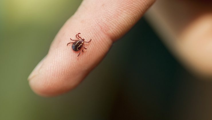İstanbul’da panik büyüyor! Neden bu kadar çoğaldılar ve hangi riskleri taşıyorlar? ‘Kene popülasyonunda daha da artış göreceğiz!’