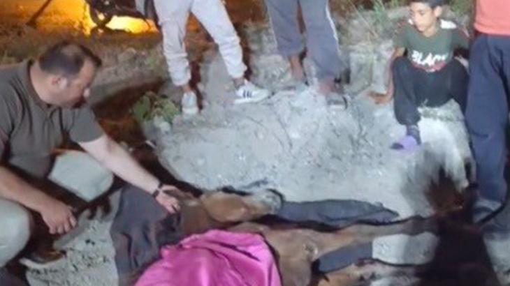 Minibüsün çarptığı başıboş at “Haybulans” ile tedaviye alındı